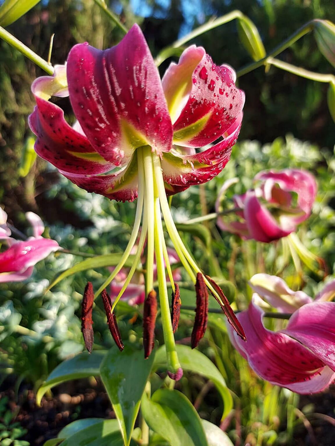 Lily 3 - Dark Plum