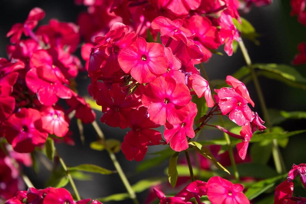 25 Eye-Catching Red Flowers to Brighten Your Garden