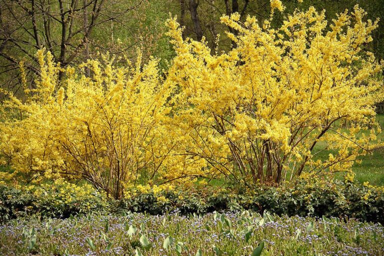15 Best Flowering Shrubs Thriving in Full Sun