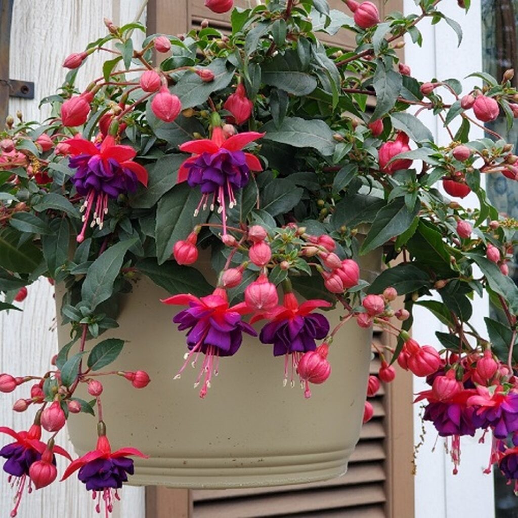 16 Gorgeous Fuchsia Variety Colors That Gardeners Adore