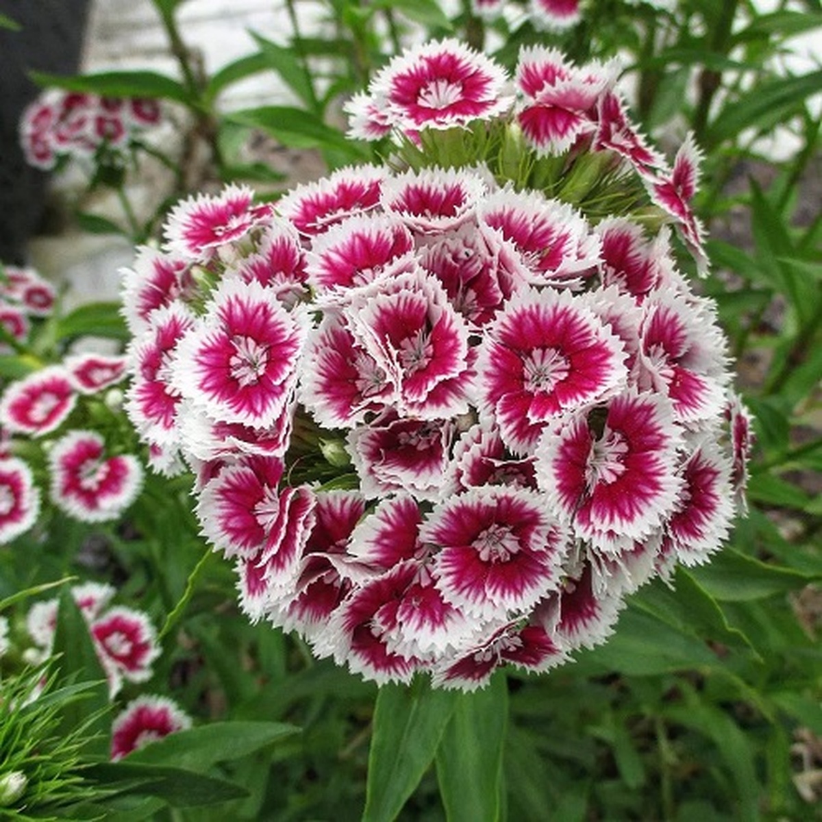 11 Breathtaking White Flowers with Purple Center to Admire