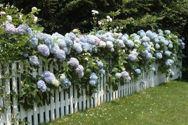 Hydrangea