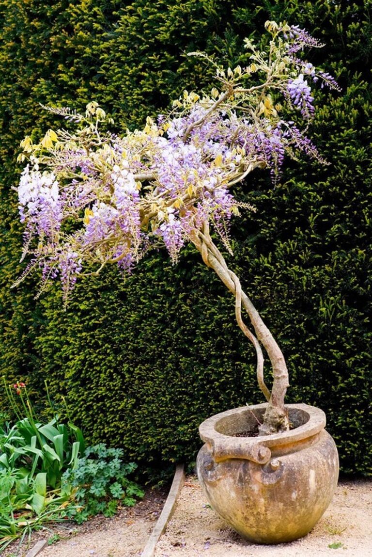 32 Enchanting Chinese Flowers That Bloom With Eastern Charm