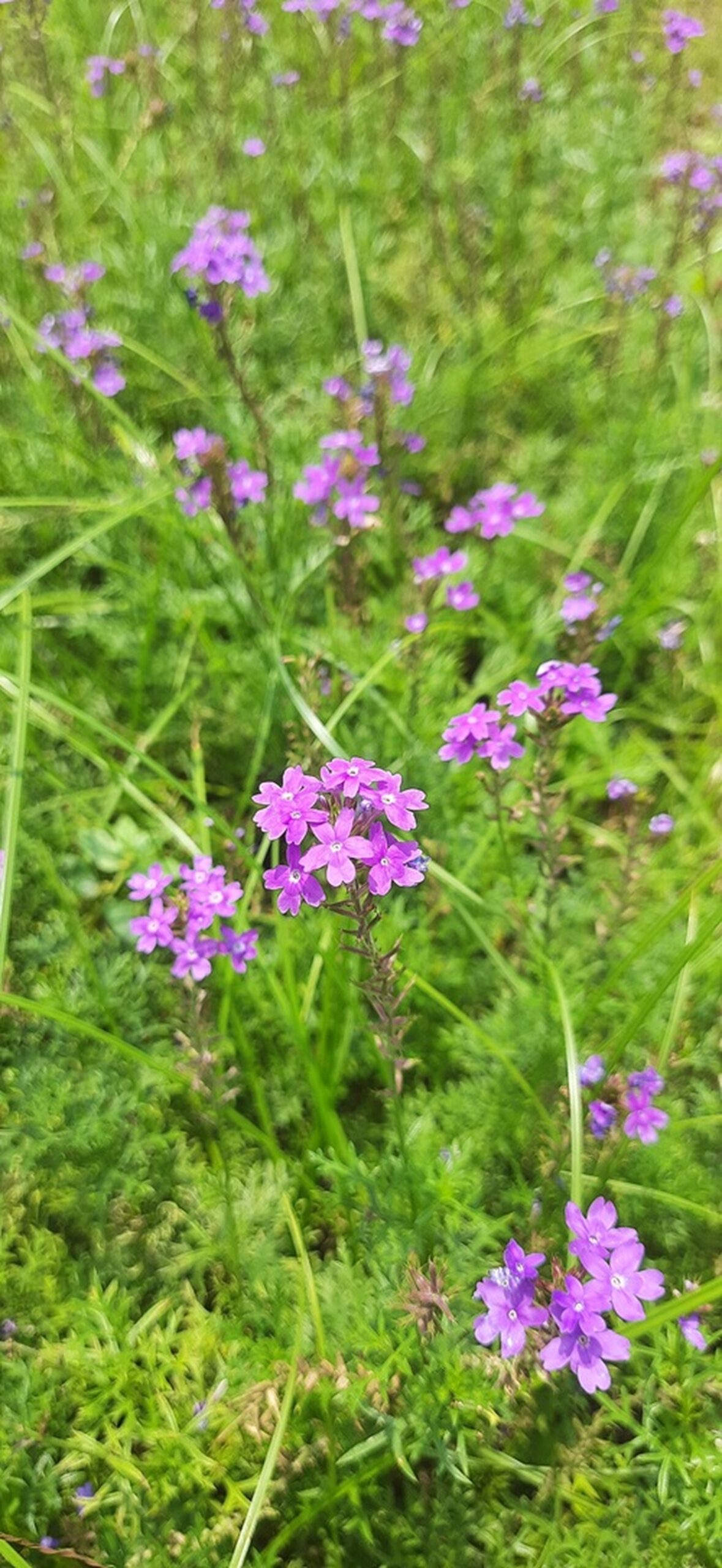 13 Vibrant Tropical Evergreen Shrubs for Your Garden Oasis