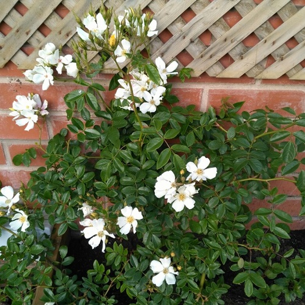 Best Substrate For Low-Light Mountain Rose photo