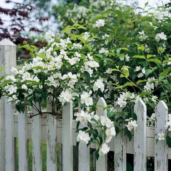 Mock Orange