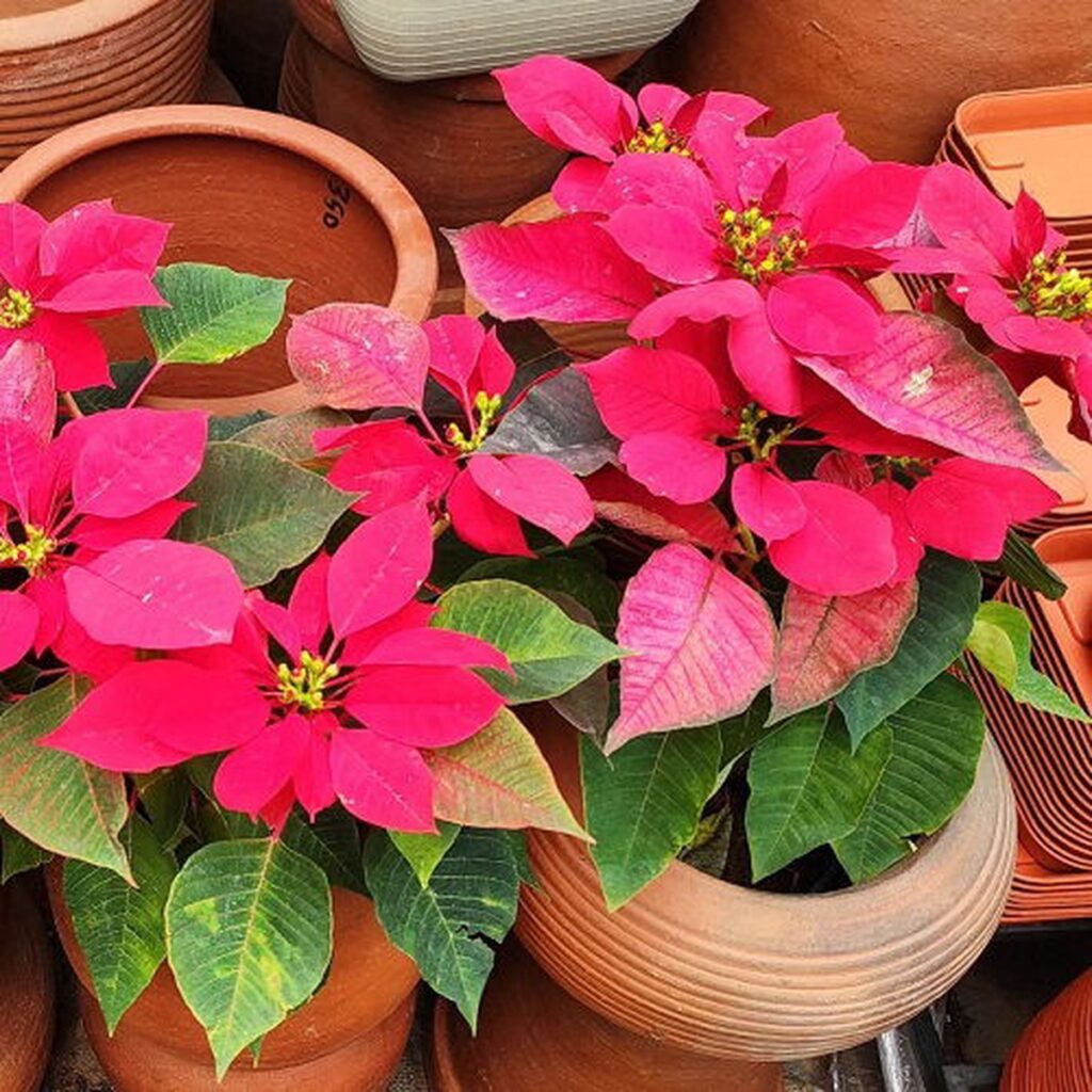 32 Stunning Types of Poinsettia Color Pictures to Brighten Your