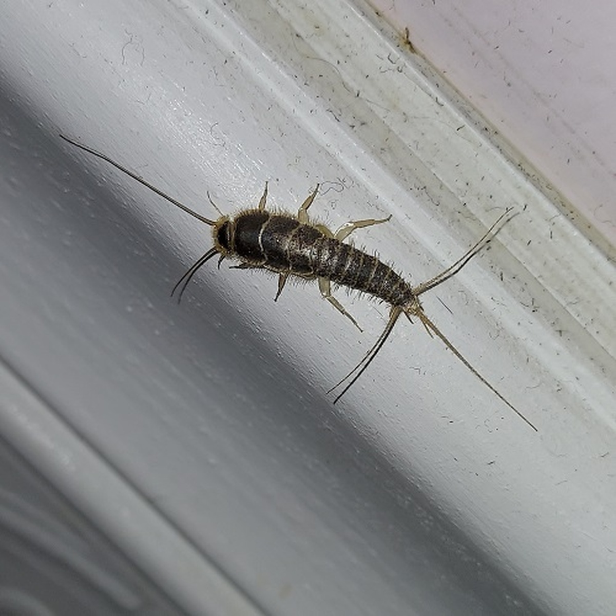 11 Pesky Small Tiny Bugs in Bathroom and Easy Ways to Banish Them