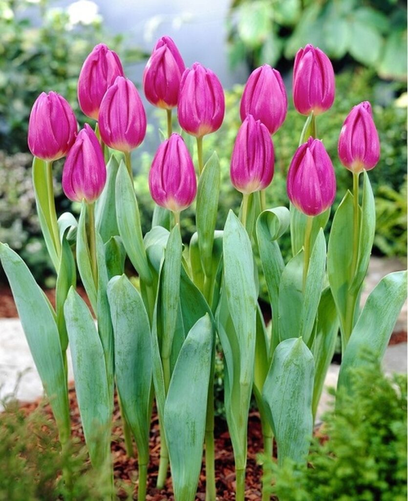 18 Stunning Purple Tulips to Beautify Your Garden