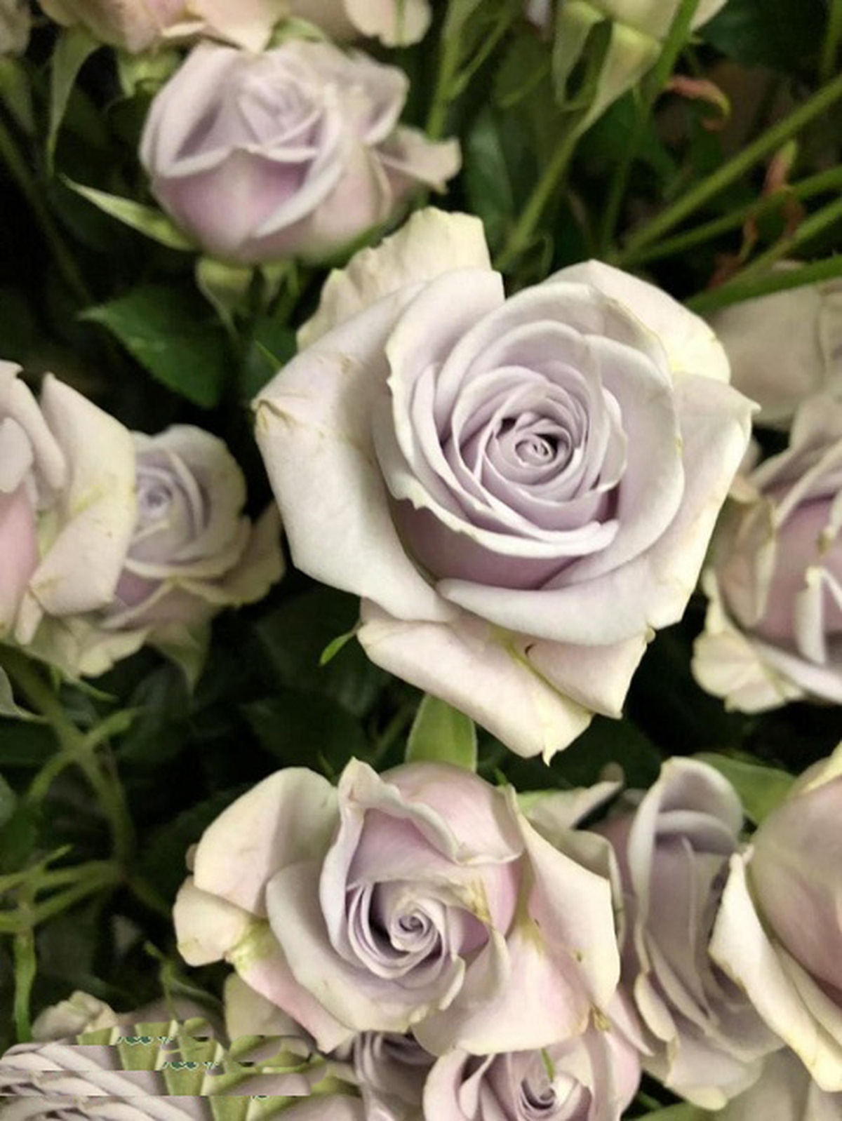 10 Stunning Gray Flower Names That Bloom with Elegance