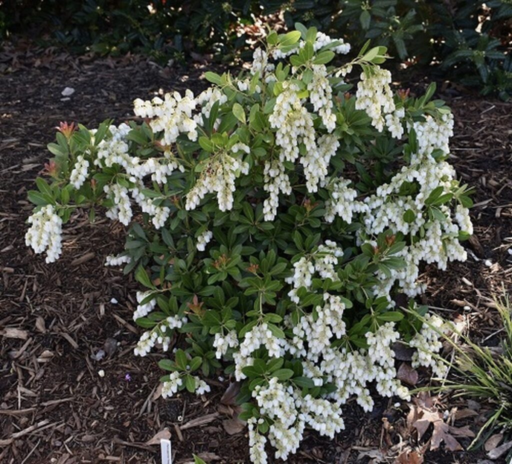 21 Beautiful Bushes and Shrubs with Small White Fragrant Flowers