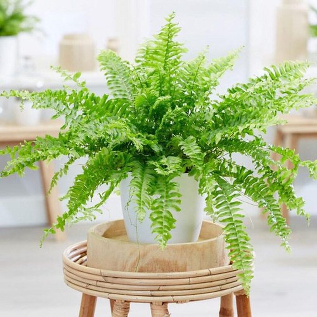 47 Most Beautiful Ferns To Grow That Thrive In Containers