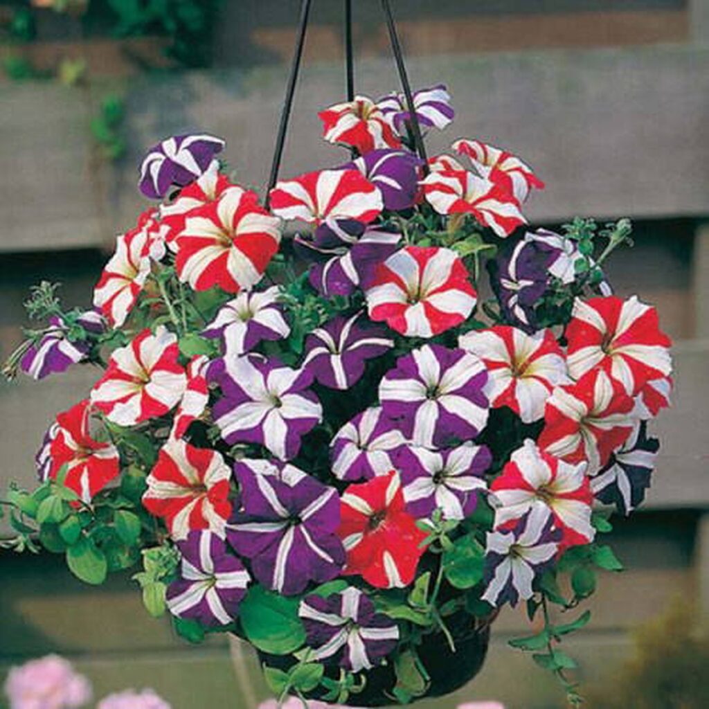40 Stunning Types of Petunias That Brighten Any Garden