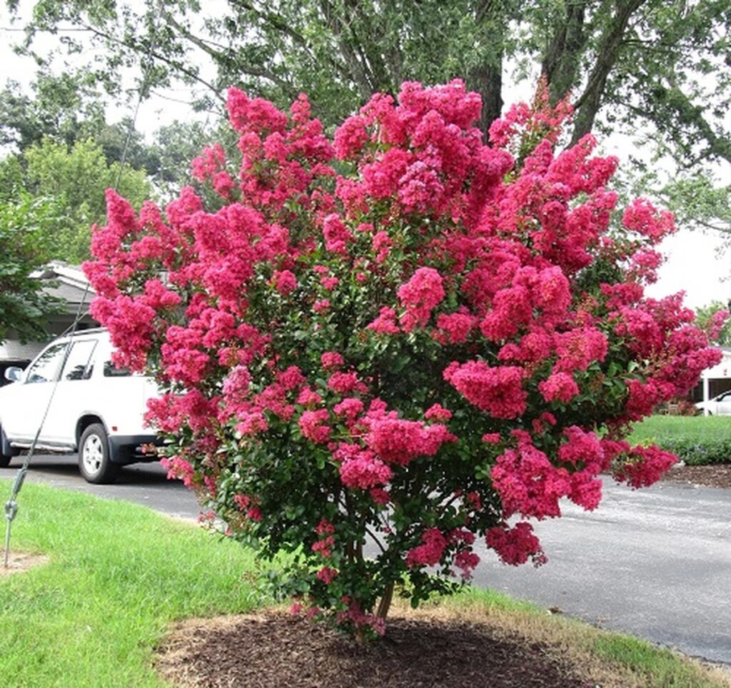 Front Yard Landscaping With Crepe Myrtles