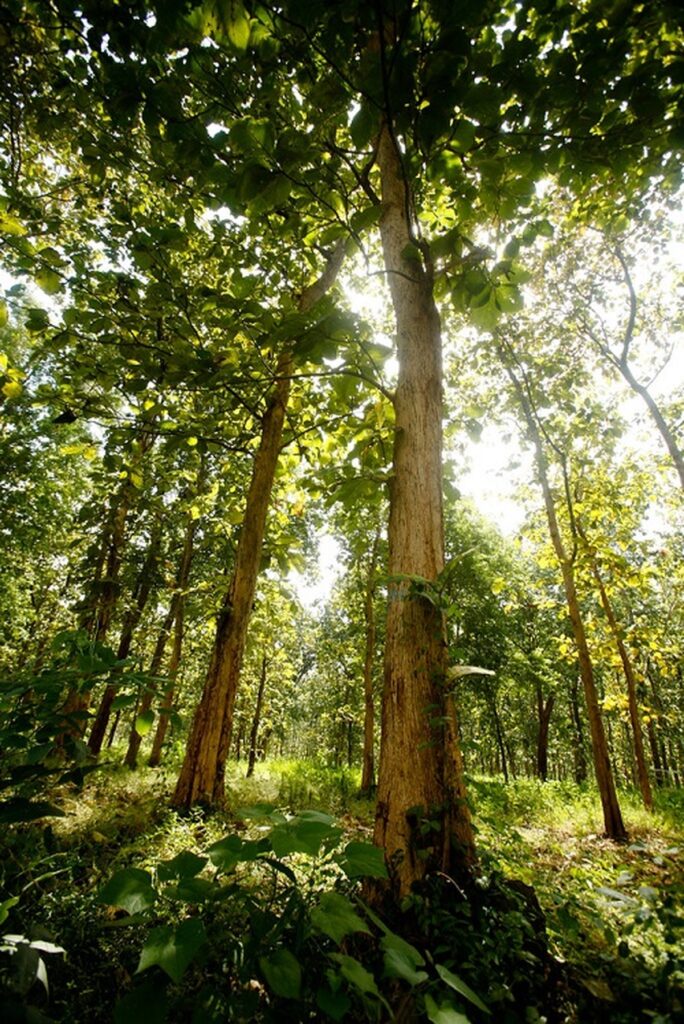 40 Enchanting Trees that Start With T to Explore