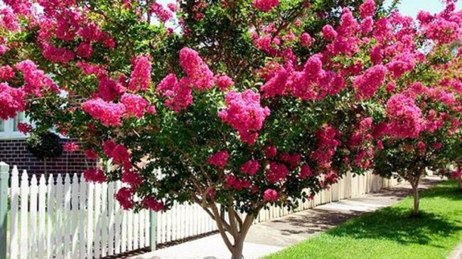 Crape Myrtle