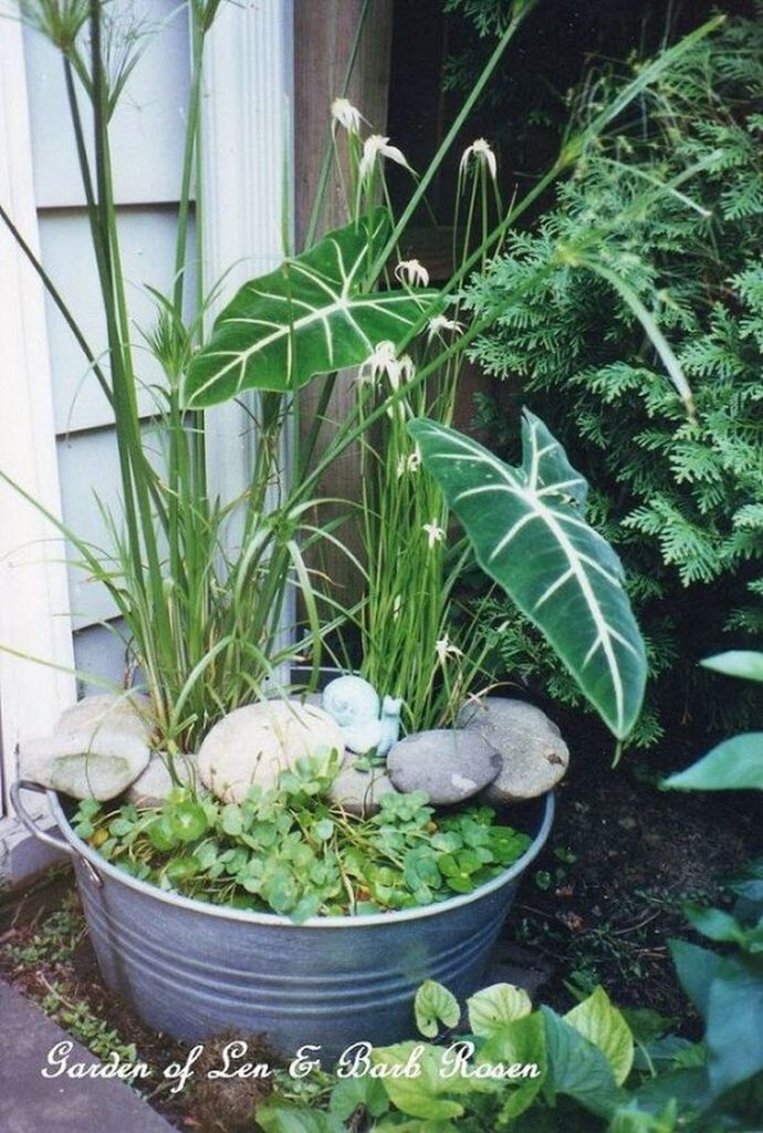 Aquatic Container Garden Design photo