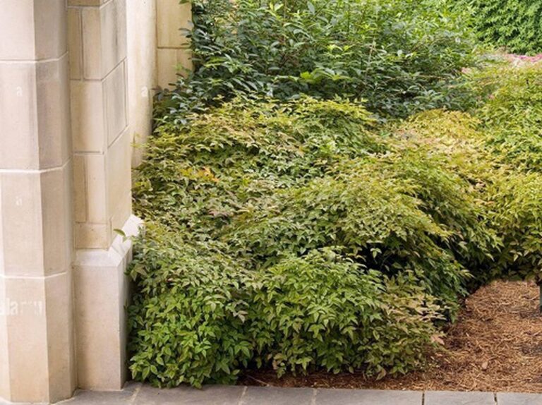 15 Stunning Types of Nandina Varieties to Brighten Your Garden