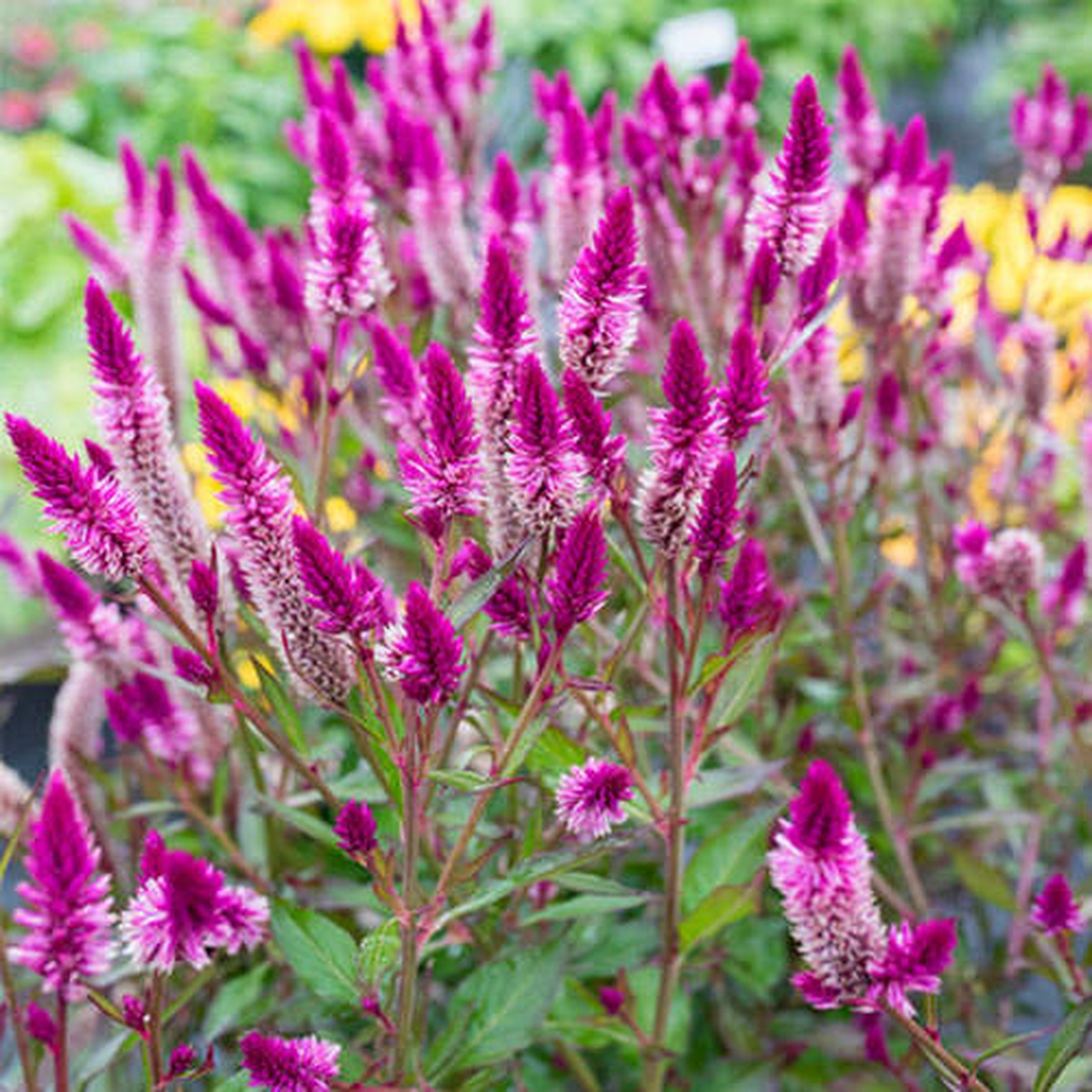 14-stunning-types-of-celosia-that-brighten-any-garden
