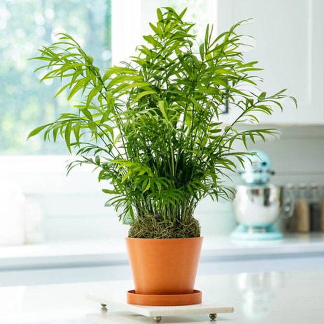 Parlor Palm