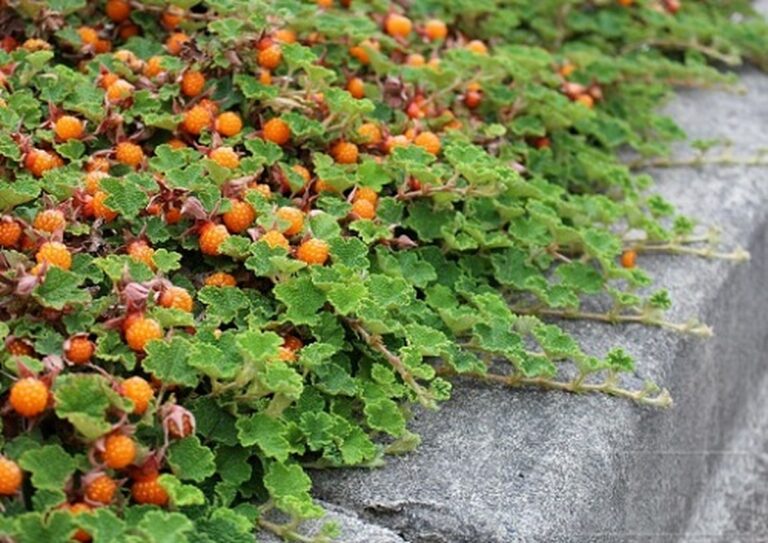 27 Amazing Grass Alternative Plants to Transform Your Garden