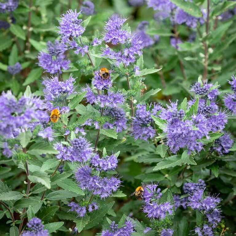 20 Stunning Shrubs that Bloom All Year for a Gorgeous Garden