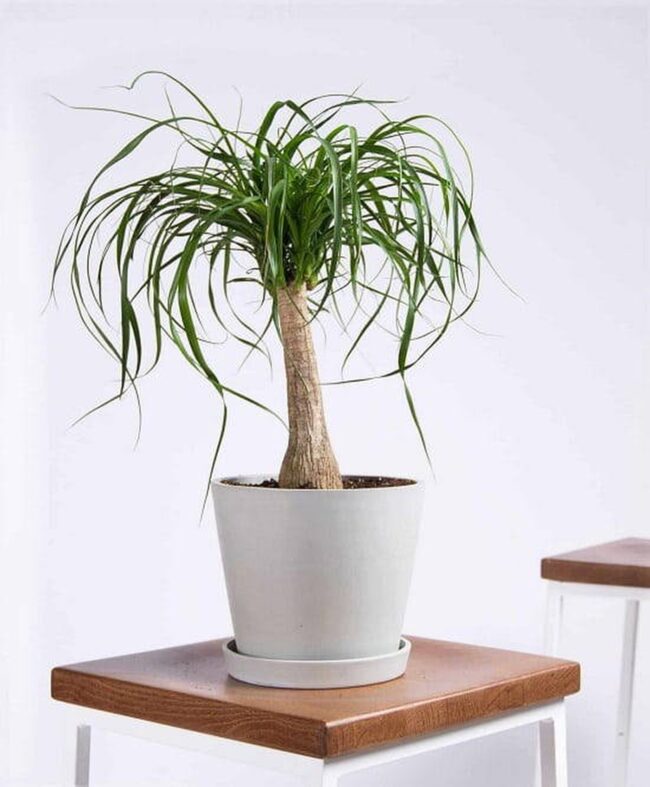 Ponytail Palm