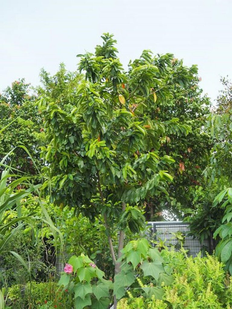 43 Fascinating Plants from Jamaica That Brighten Any Garden