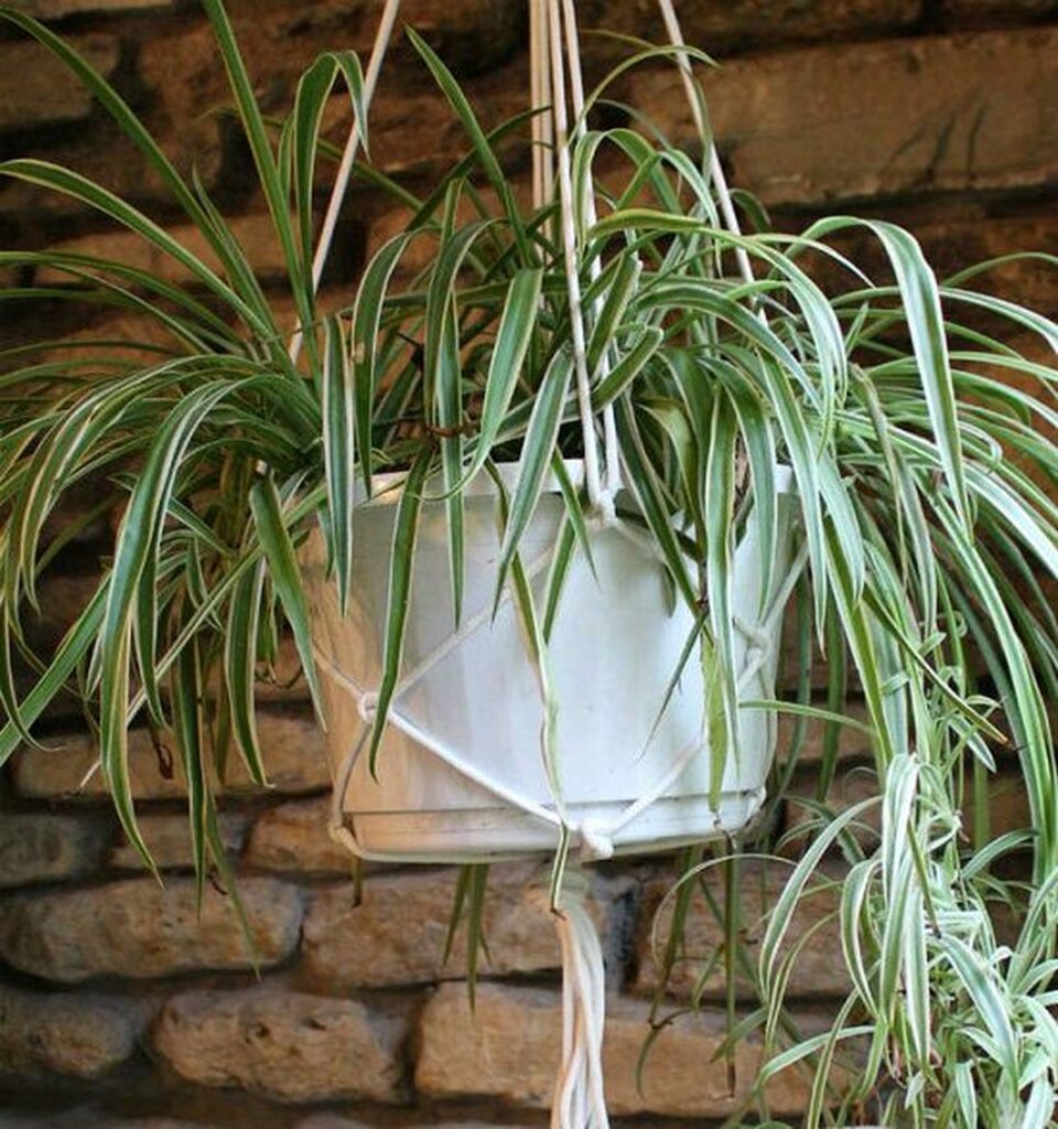 24 DIY Rope Plant Hanger Ideas for Your Green Oasis