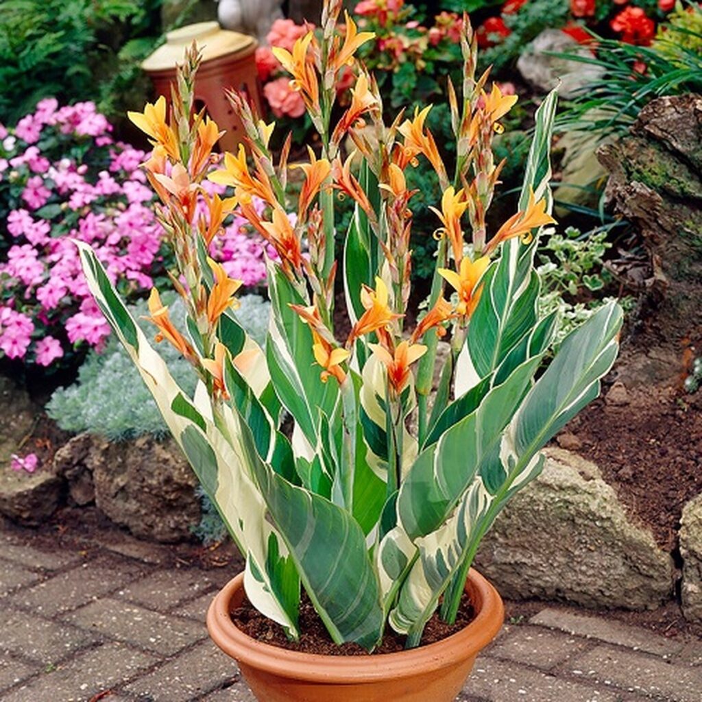 17 Stunning Tall Canna Lily Varieties How Giant Can They Grow 