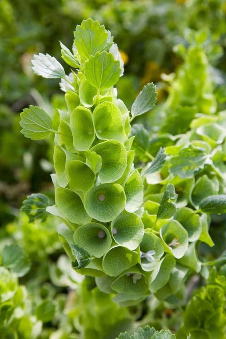 FLOR  - TAUPE EMERALD BLOOM