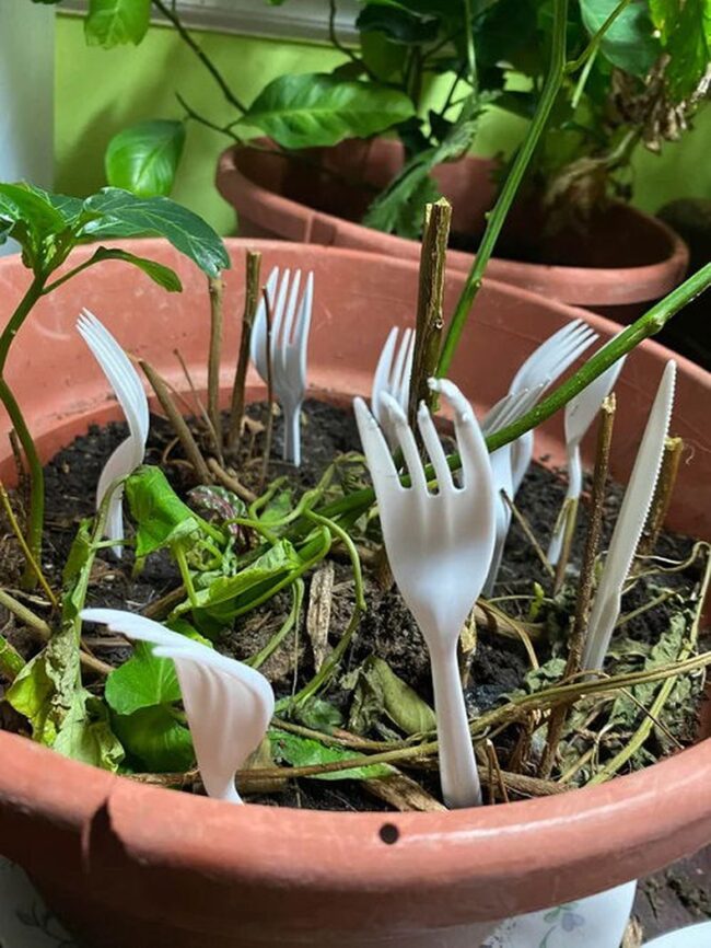 Kitchen Fork Plant Care