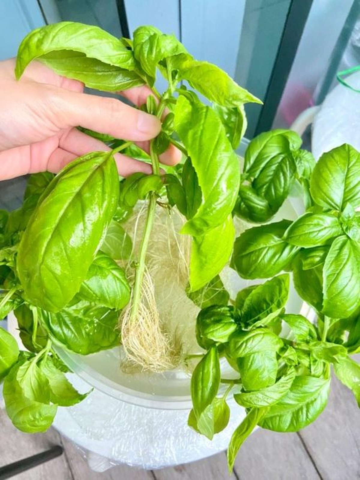6 Effortless Indoor Herbs to Grow from Cuttings Today - Indoor Herb Propagation Tools