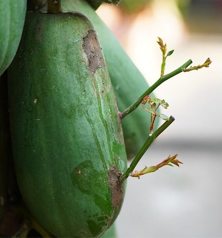 8 Simple Yet Magical Ways to Propagate Roses From Cuttings