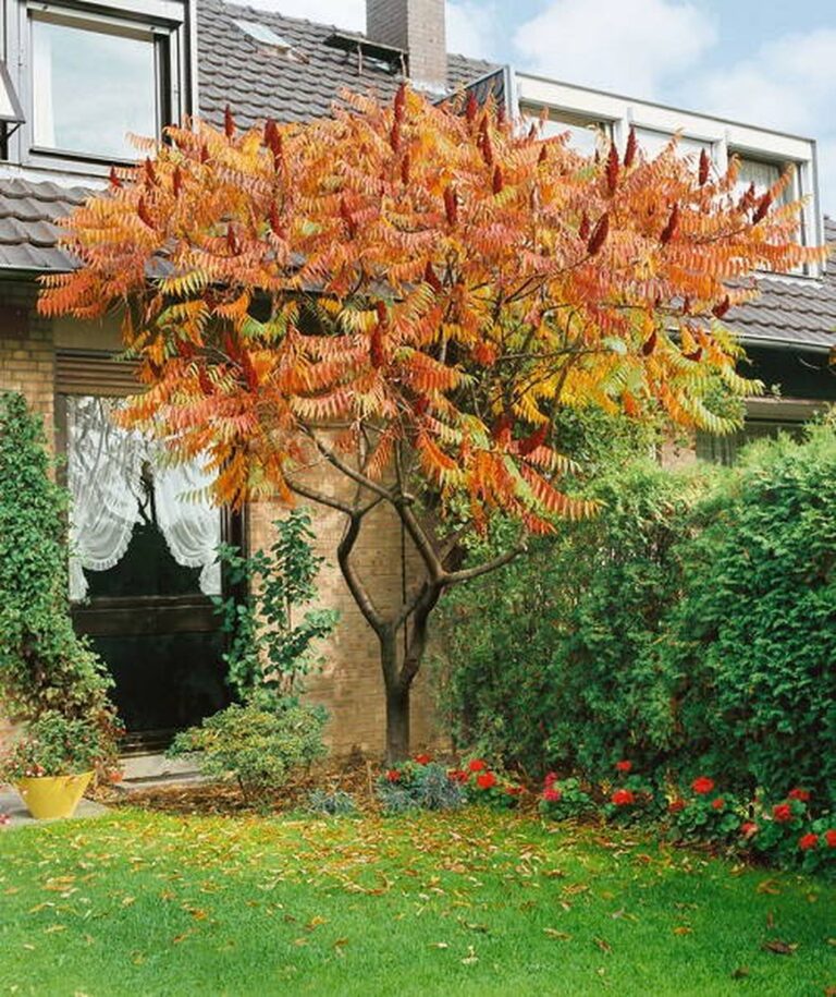 19 Stunning Trees with Yellow Foliage That Brighten Fall