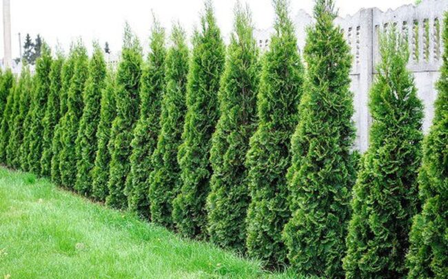 Leyland Cypress
