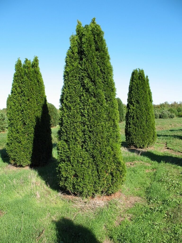 North Pole Arborvitae Growth Ratenull