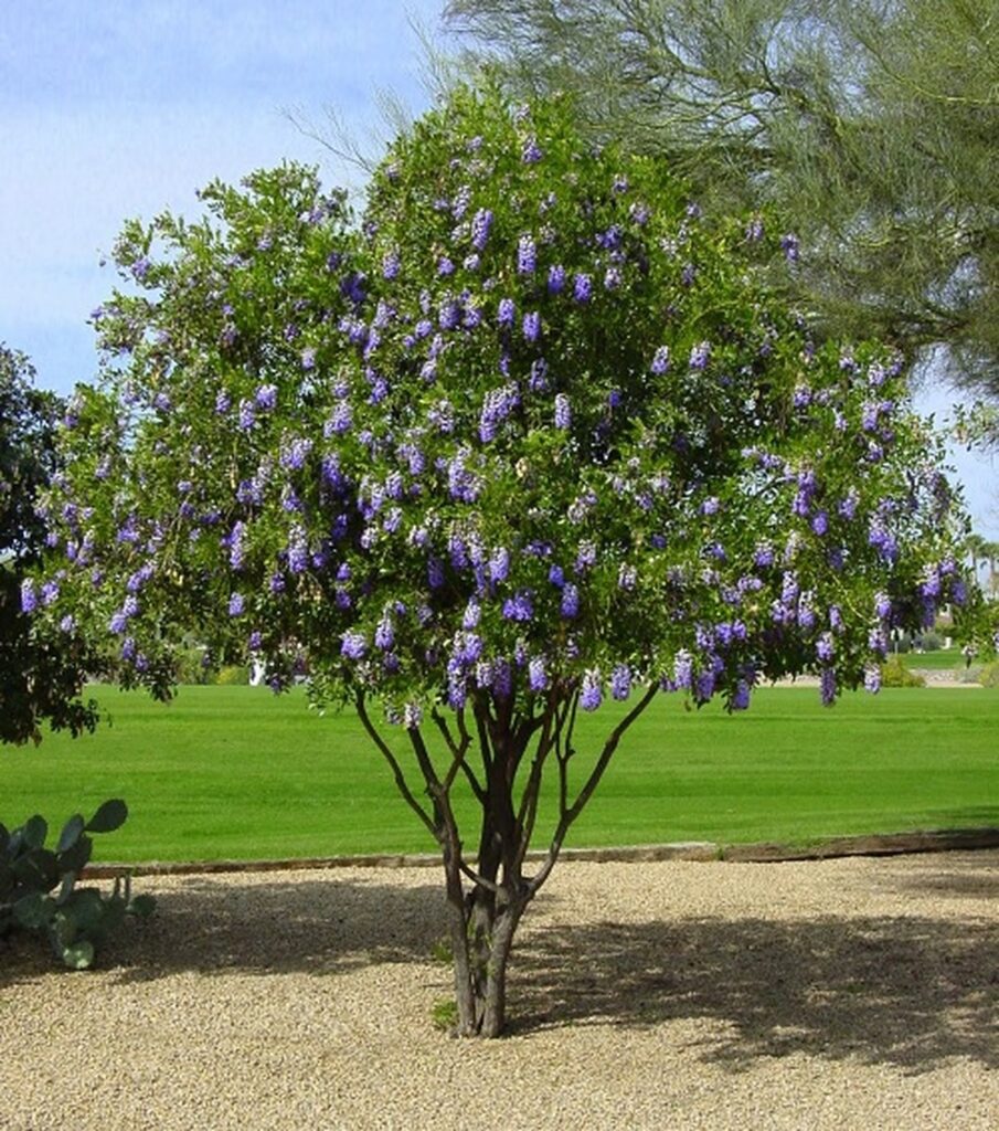 40 Enchanting Trees that Start With T to Explore