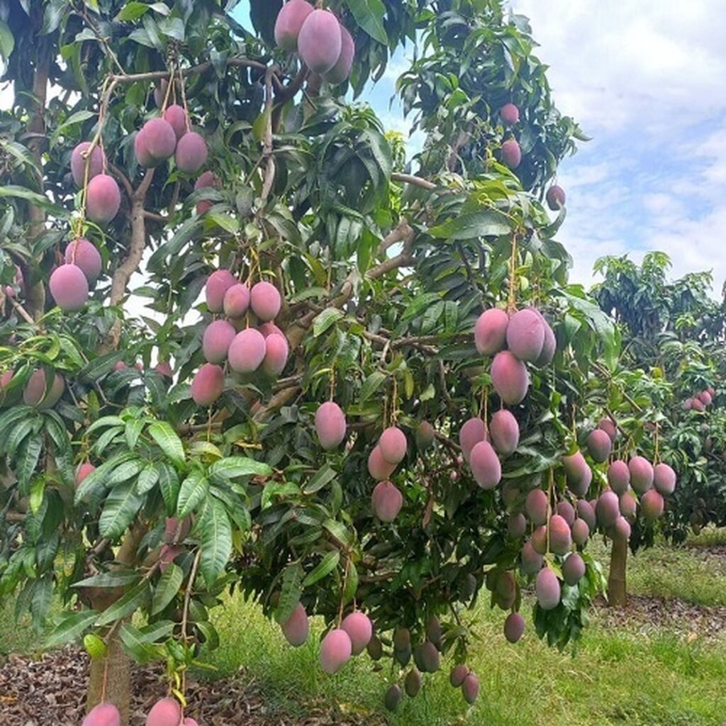 43 Fascinating Plants from Jamaica That Brighten Any Garden
