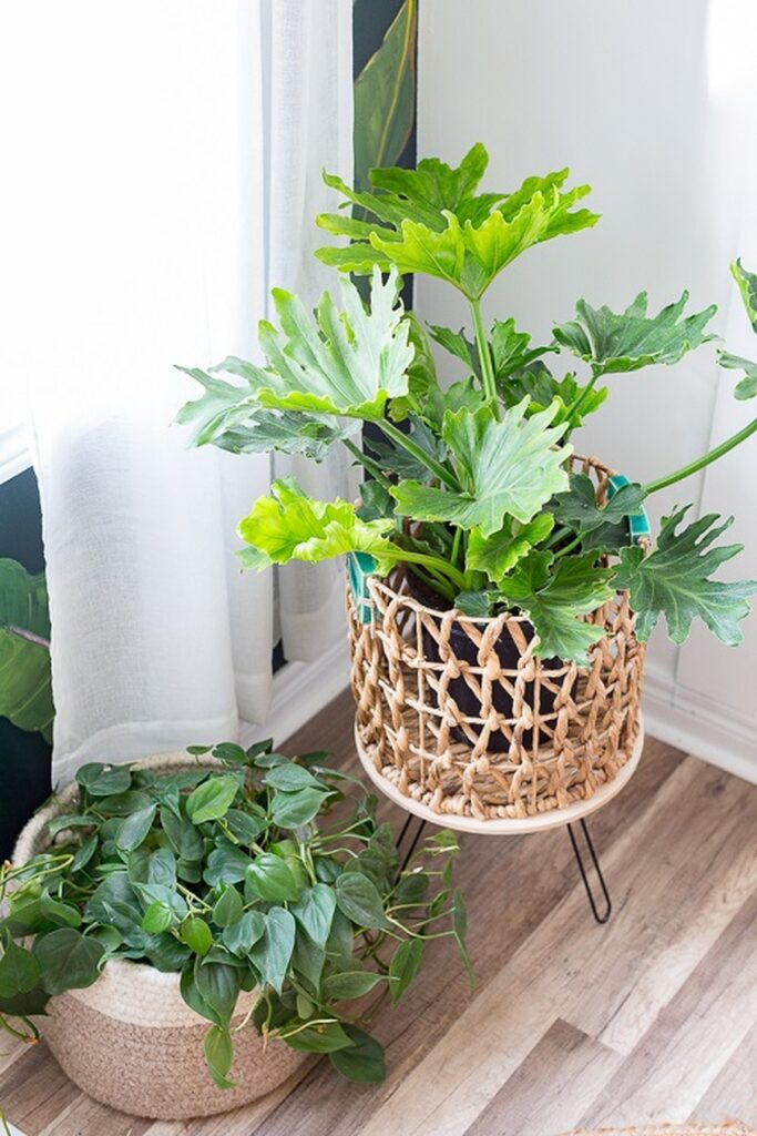 28 Charming DIY Plant Risers for Indoor Plants That Wow Guests