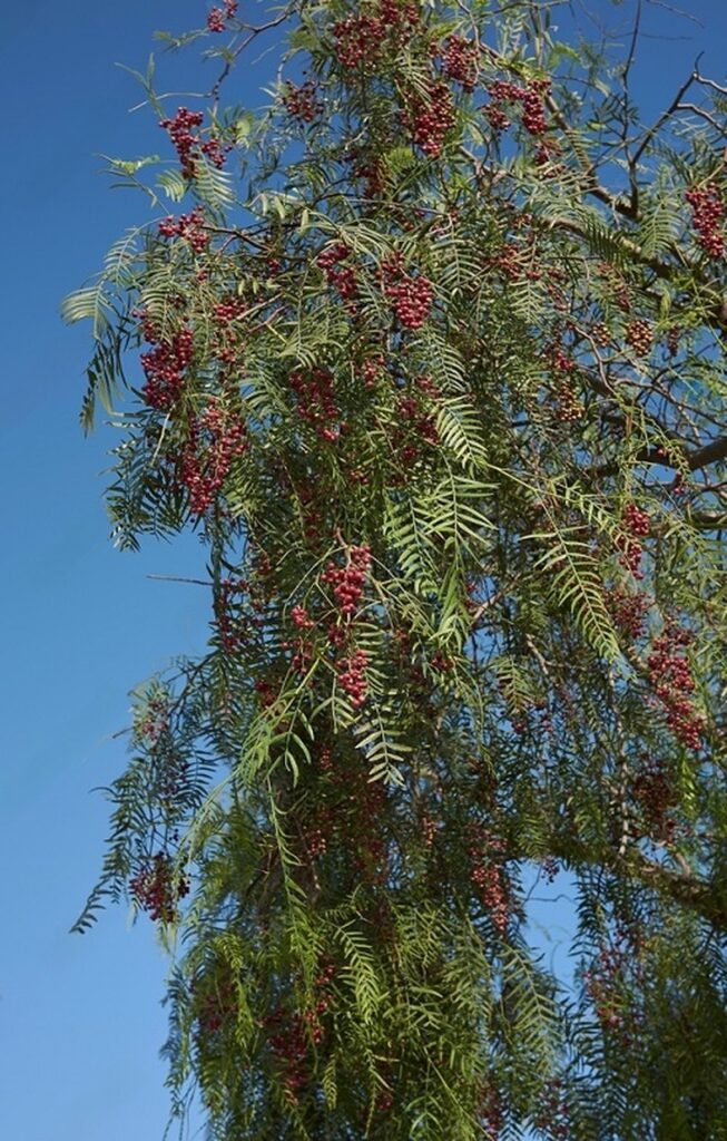 23 Stunning Trees with Red Berries for a Vibrant Garden