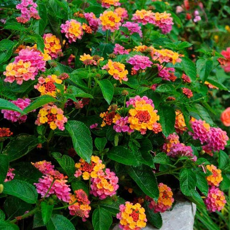 20 Stunning Shrubs that Bloom All Year for a Gorgeous Garden
