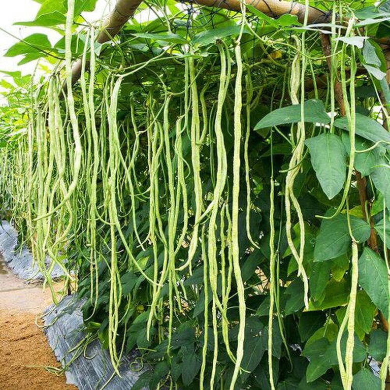 African Carrier Vegetables Easy Guinea