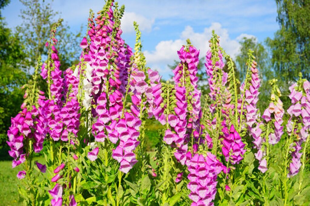 20 Terrifying Deadly Plants That Can Kill Even Humans