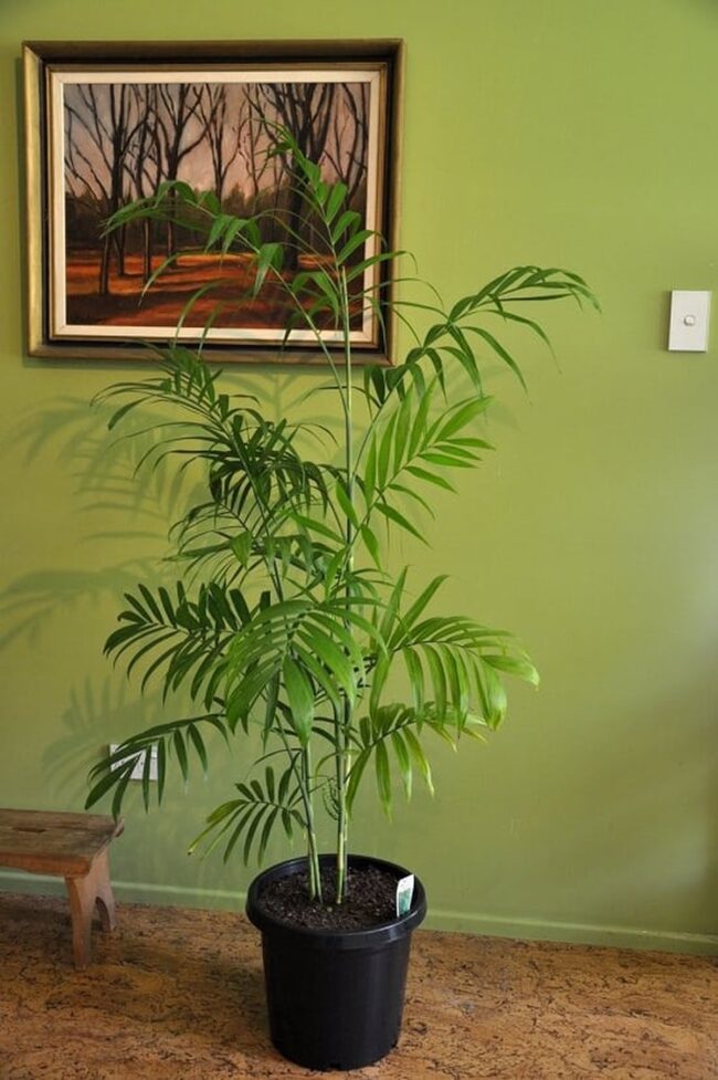 Bamboo Palm