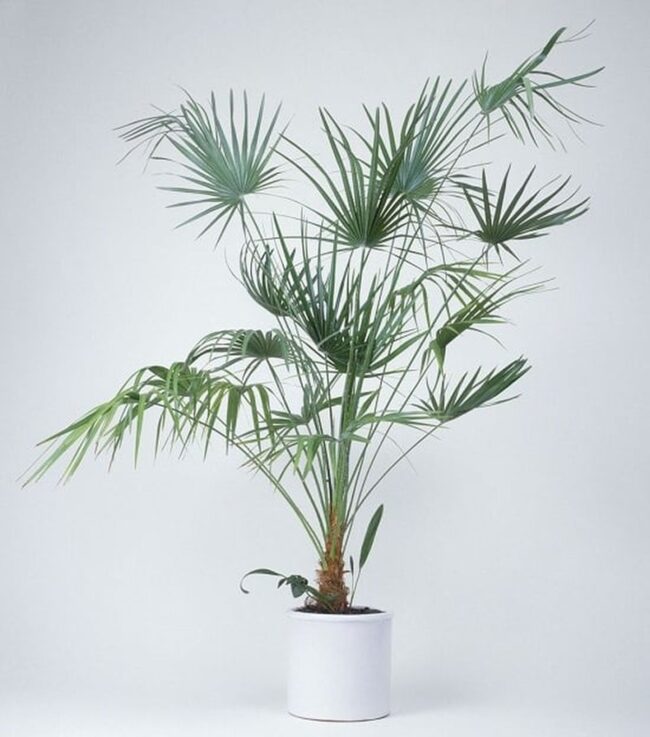 Lady Palm