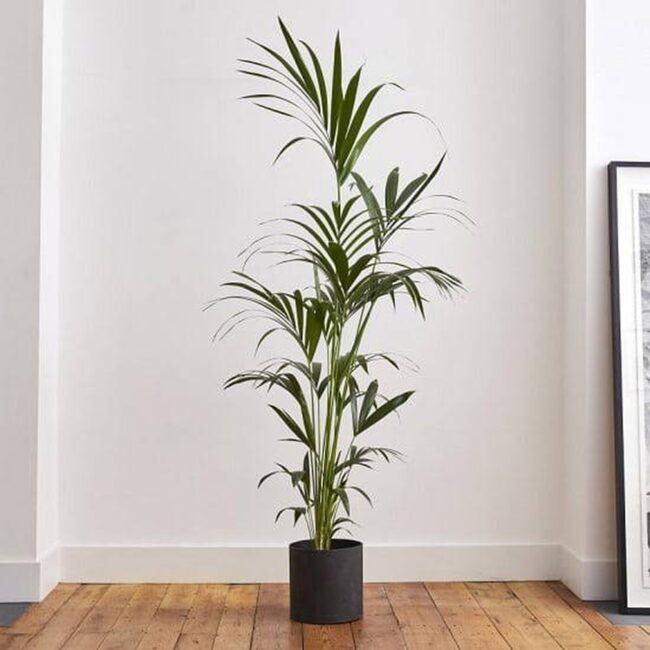 Kentia Palm