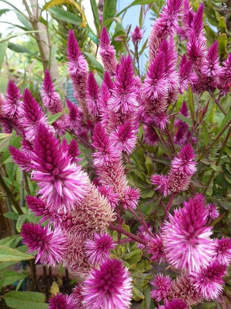 14 Stunning Types of Celosia That Brighten Any Garden