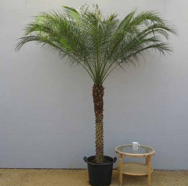 Pygmy Date Palm