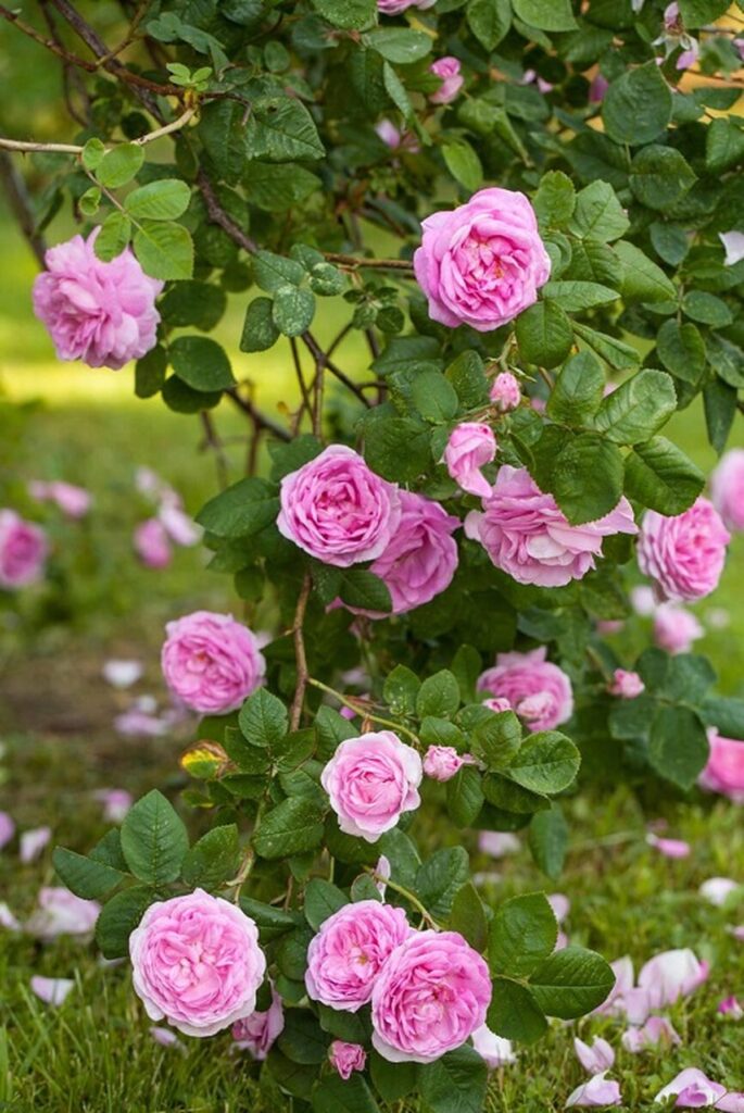 9 Stunning Flowers with a Lot of Petals That Bloom Beautifully